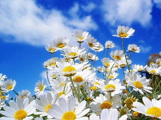 fiori.jpg