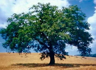 quercia.png